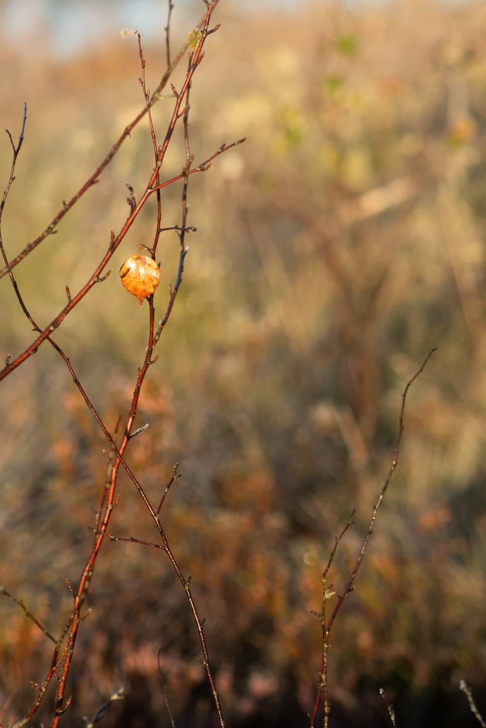 последний листик, осень, скоро зима, Oksana Truktanova