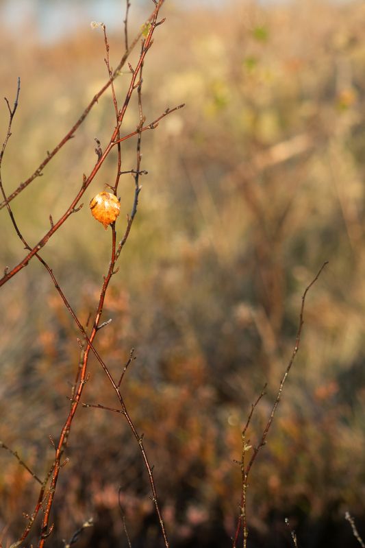 последний листик, осень, скоро зима Последний листик фото превью