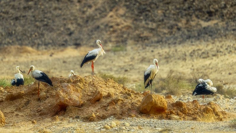 Аисты фото превью