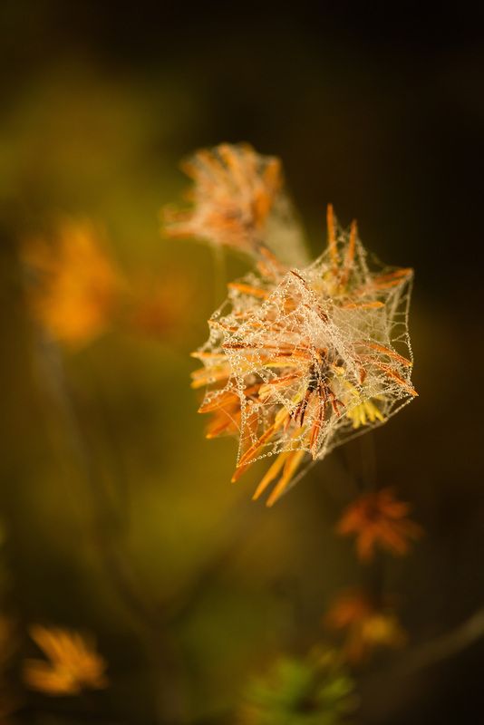 Осень прекрасна ! фото превью