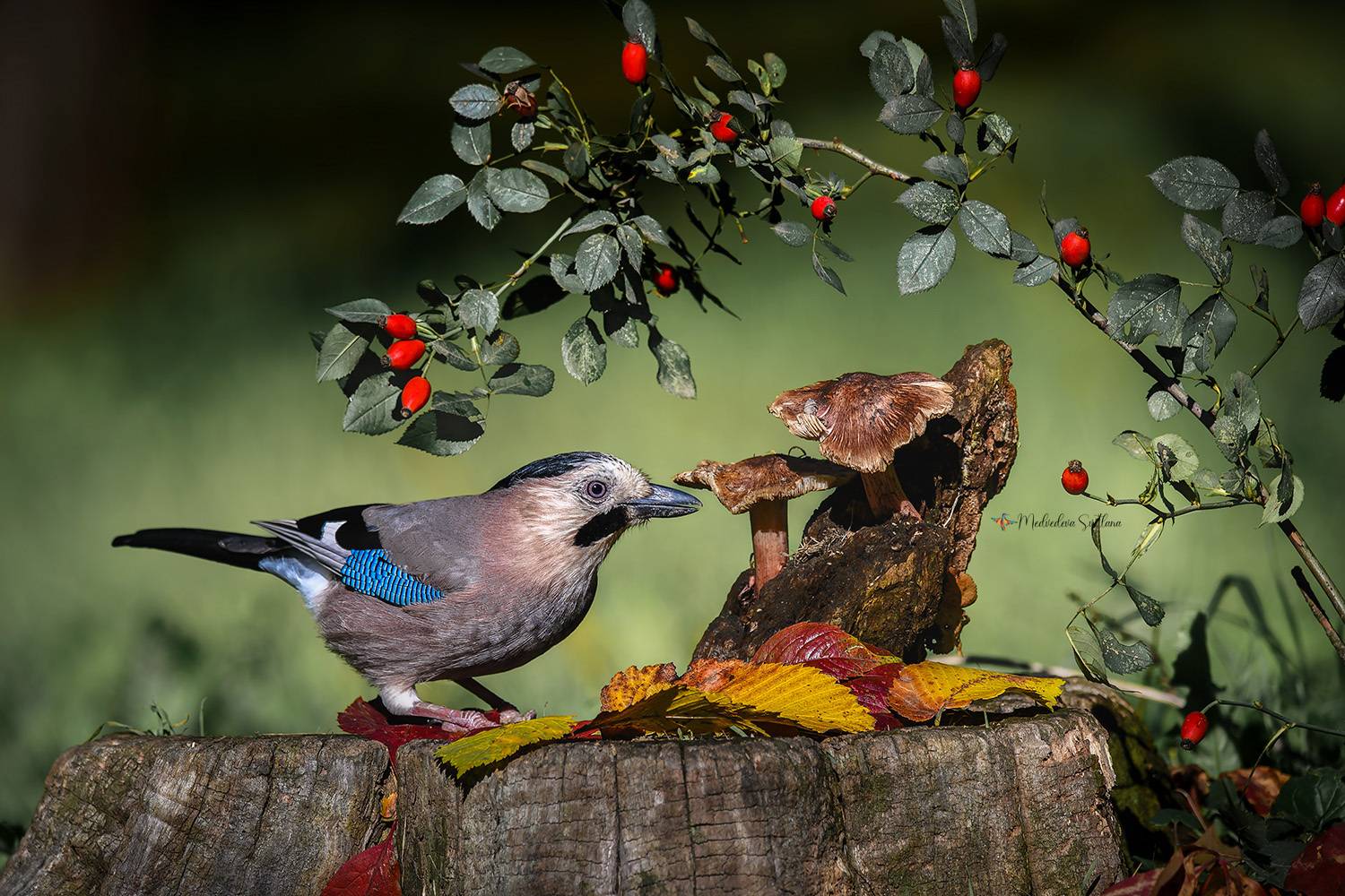 фотоохота, птица, сойка, осень, птицы, Медведева Светлана