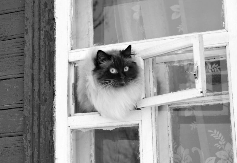 Прогулка.... фото превью