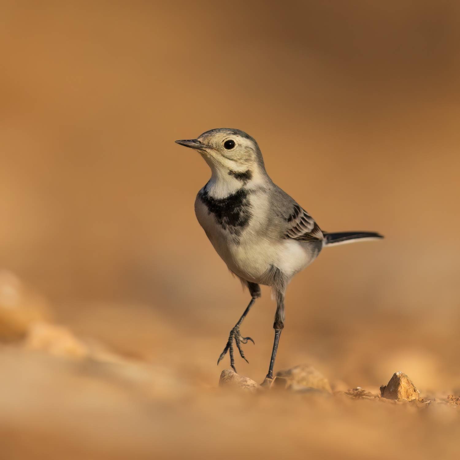 , Фруман Евгений