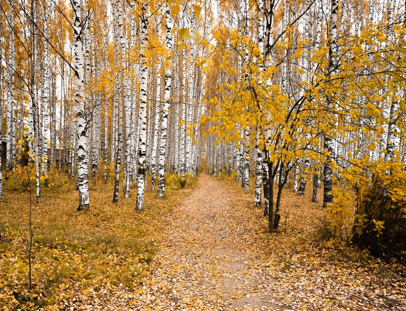 Когда осень надевает свой лучший желтый наряд фото превью