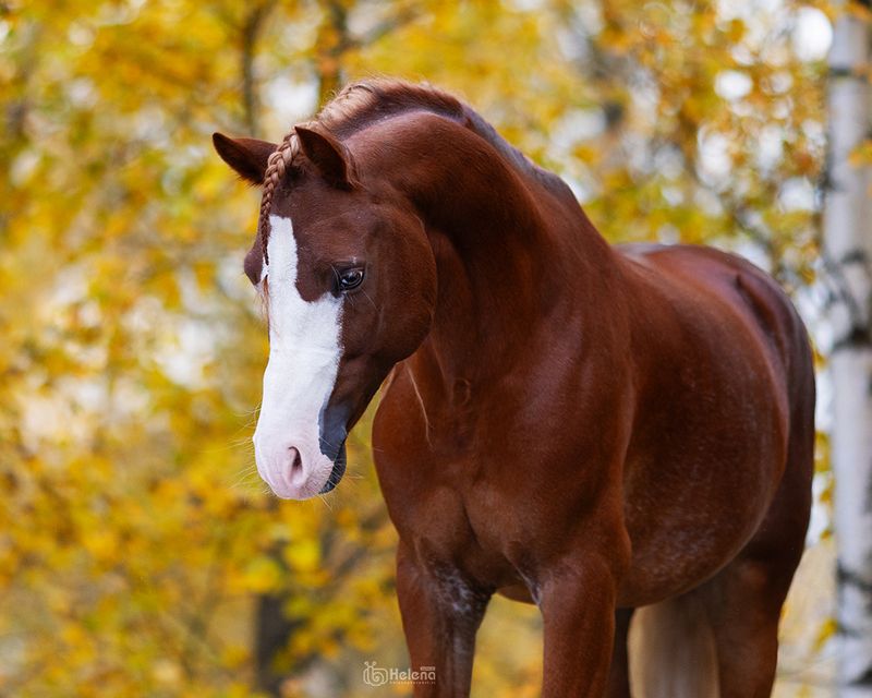 Осень фото превью