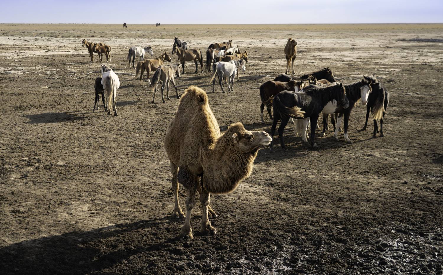 Казахстан, полуостров Мангышлак, Мангыстау, Актау, урочище Торыш, Долина шаров, верблюд, , Гаврилов Юрий