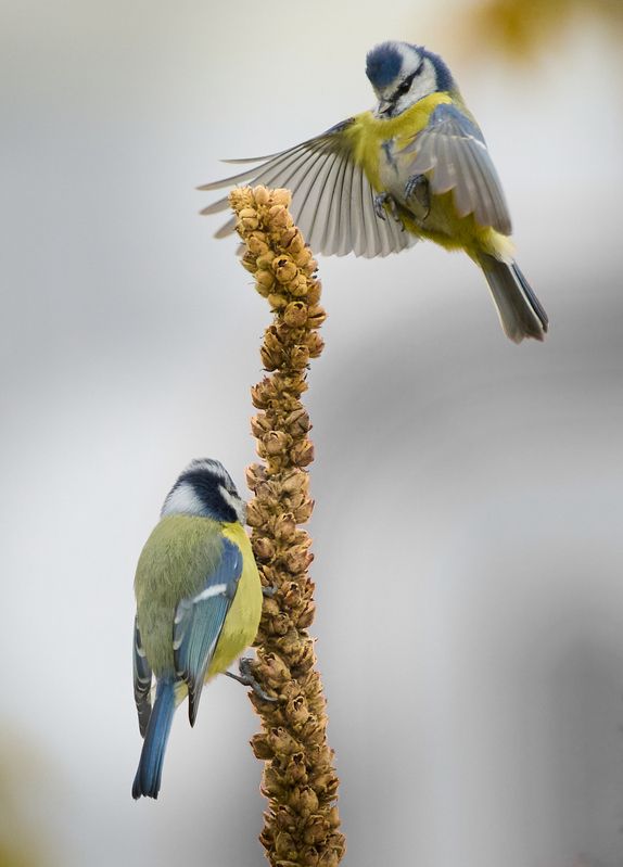 Лазоревки / Blue tit / Cyanistes caeruleus фото превью