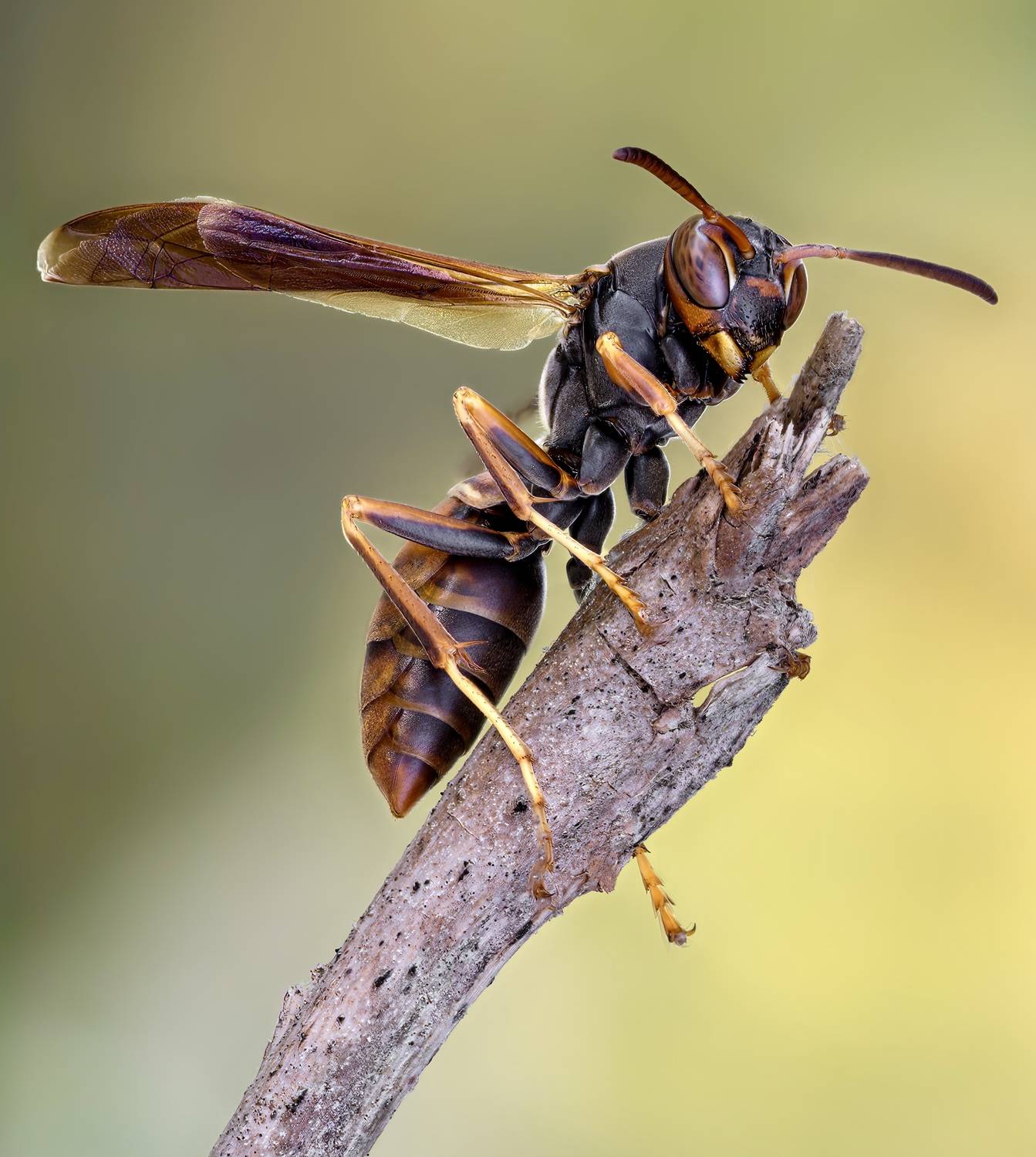 wasp, insect, macro, nature, wild, insects, bee,, Atul Saluja