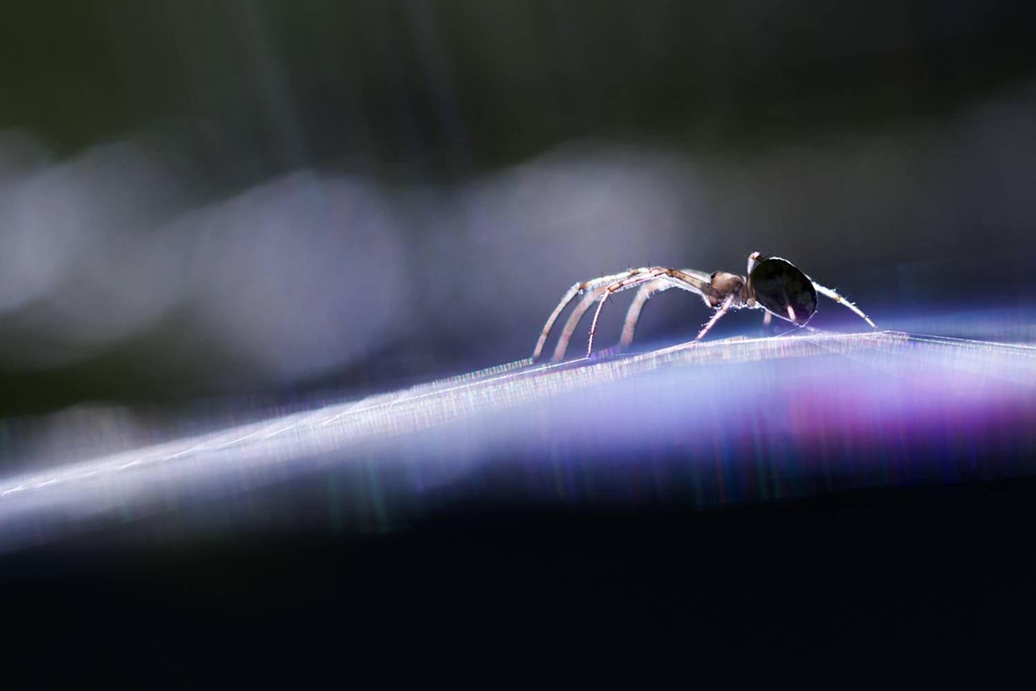 макро, паук, spider, macro, Хилько Марина