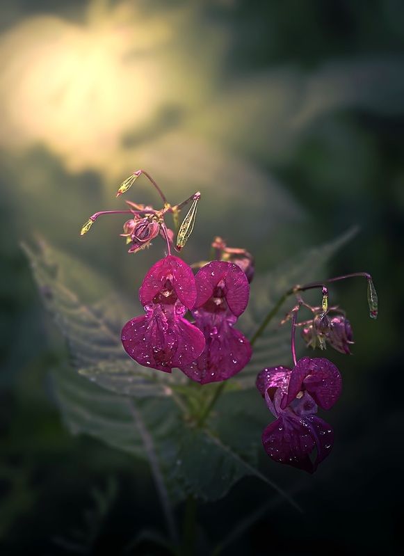макро, macro, цветы, flower, лето, summer Недотрога фото превью