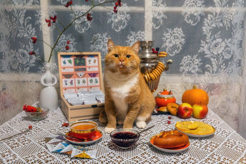 кот, котик, кот филя, животные, рыжий кот, деревня, вырица, ленинградская область, деревенский дом, чаепитие, самовар, Вечернее чаепитие в гостях у Фили. фото превью