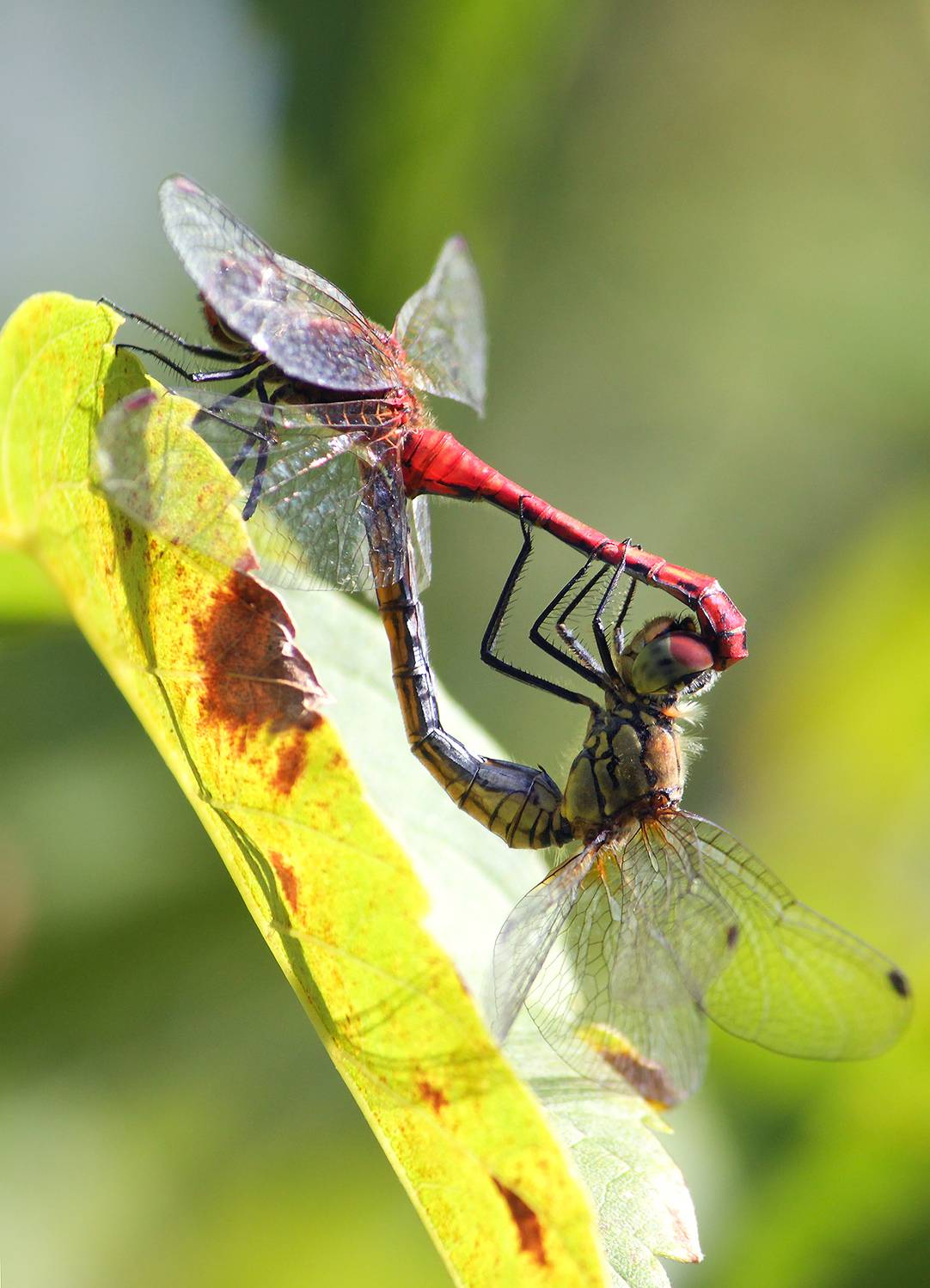 стрекоза, стрекоза кроваво-красная, сжатобрюх кроваво-красный, стрекоза кровяная, sympetrum sanguineum, КарОл