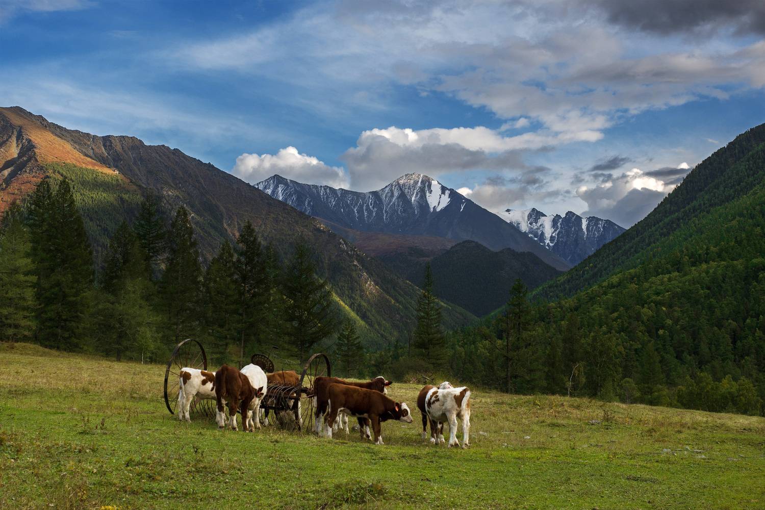 алтай, кучерла, Станислав