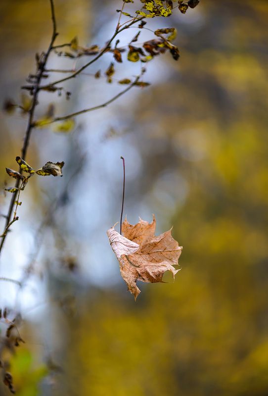 ~ фото превью