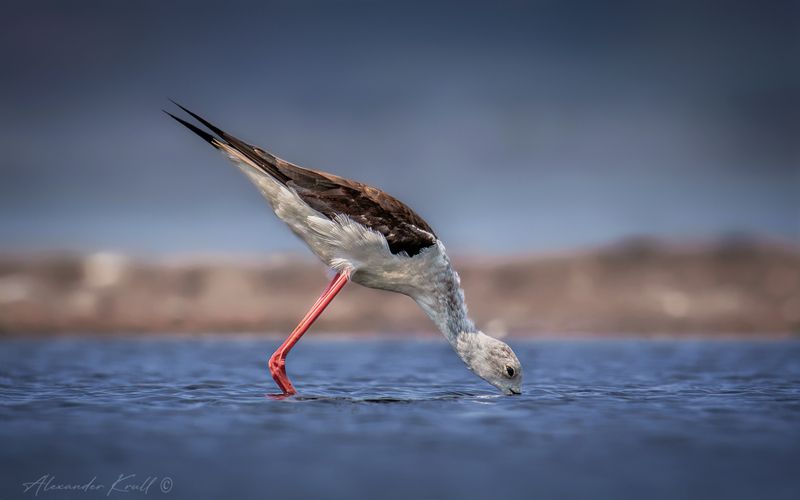 кулик, ходулочник, himantopus himantopus Пить! фото превью