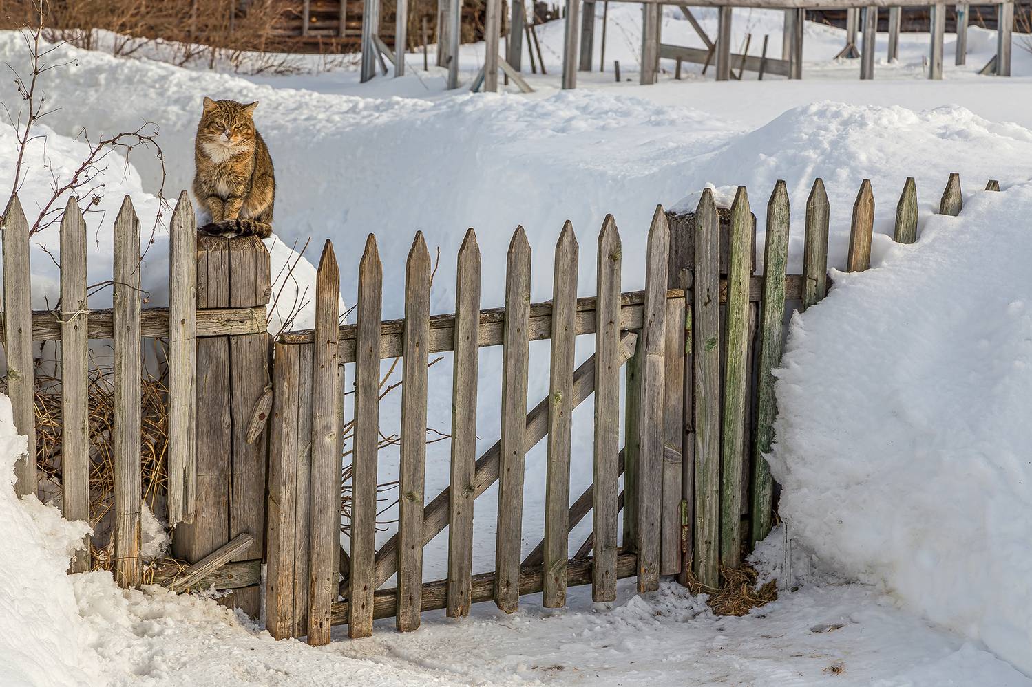 деревня, кот, калитка снег. изгородь, ожидание, Анкудинов Леонид