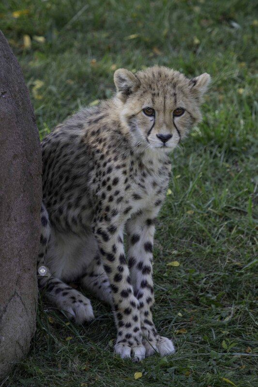 Cheetah фото превью