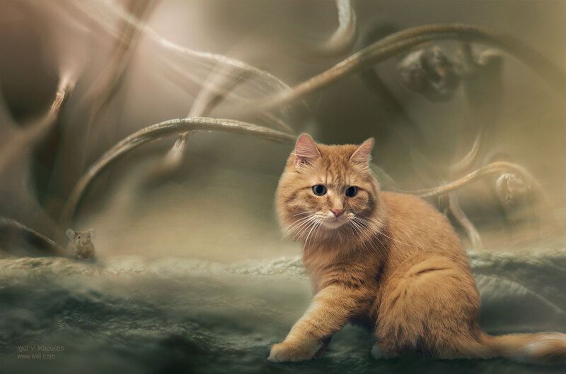 *** фото превью