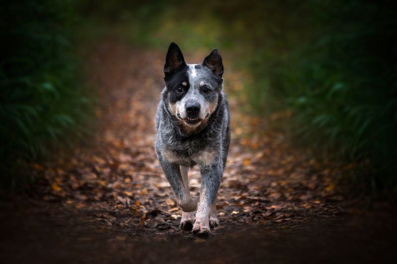 Австралийский хилер фото превью