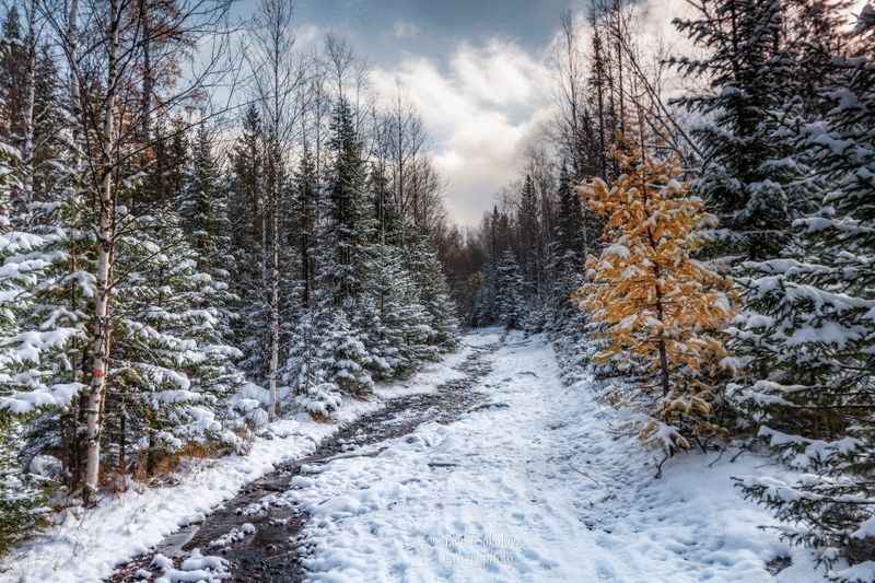 пейзаж, снег, осень, ручей Первый снег фото превью