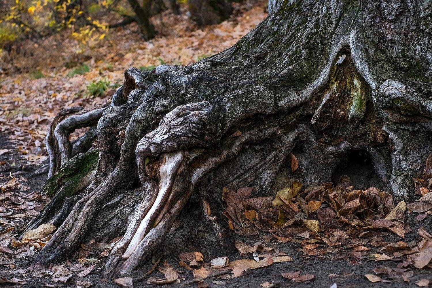 осень октябрь корни, Владислав Никишин