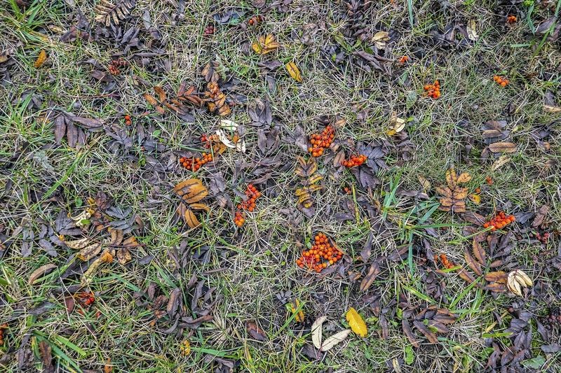 Не дождались ягоды дроздов фото превью