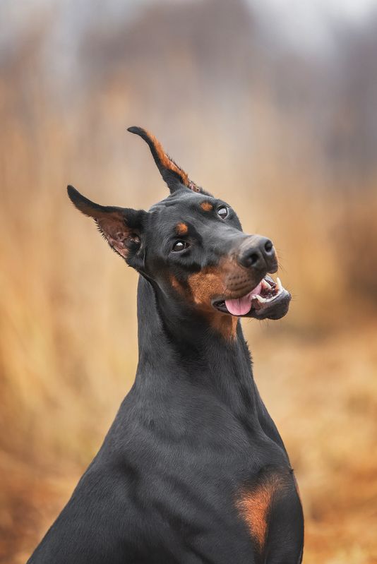 доберман, собаки, анималистика, Доберман фото превью