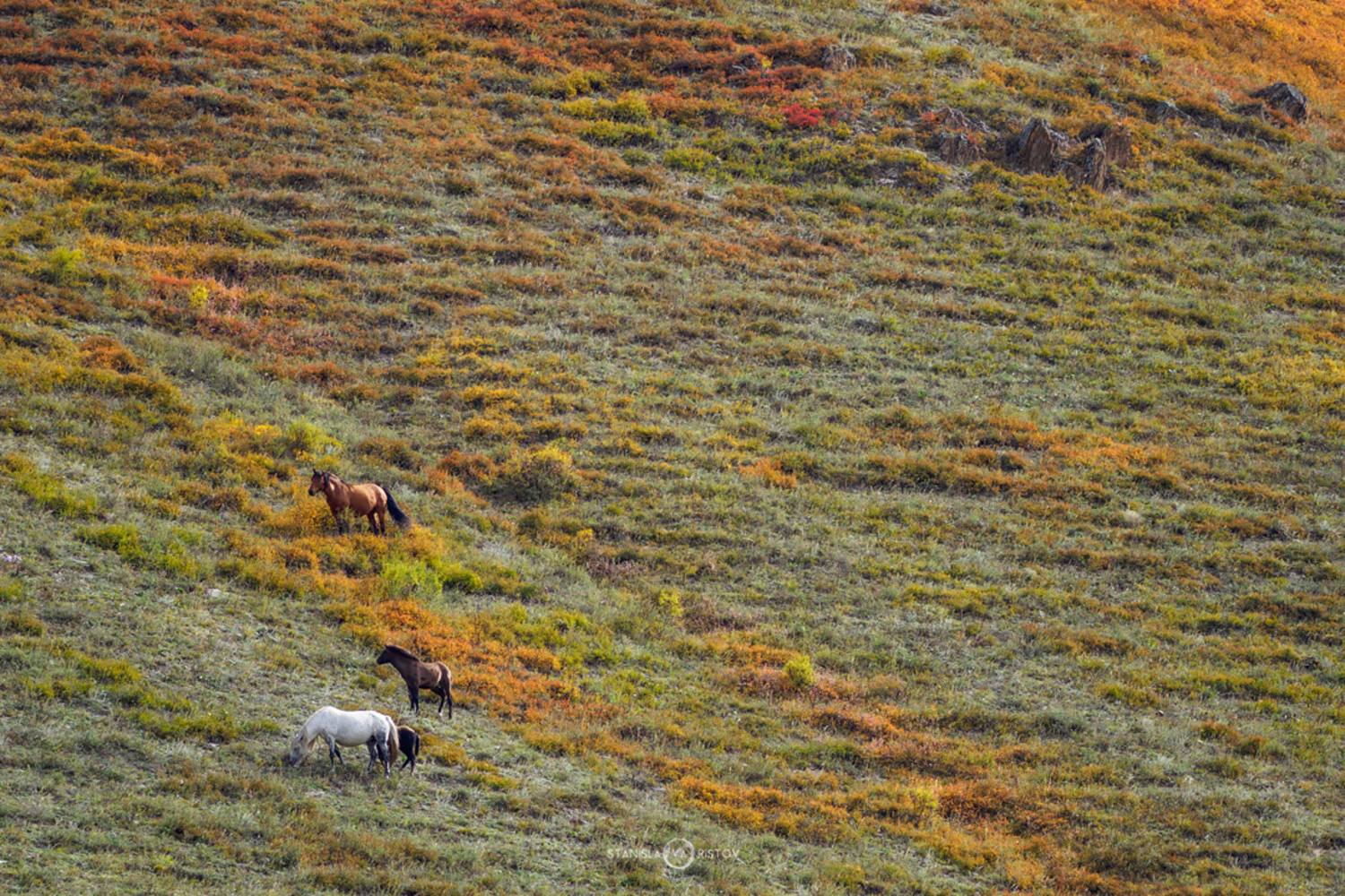 , Станислав Аристов