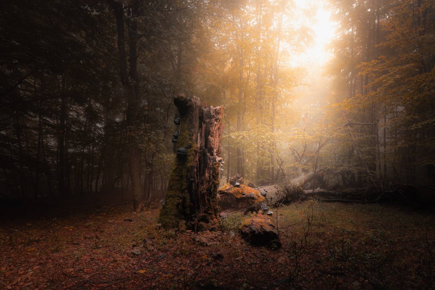 , Пенов Пламен