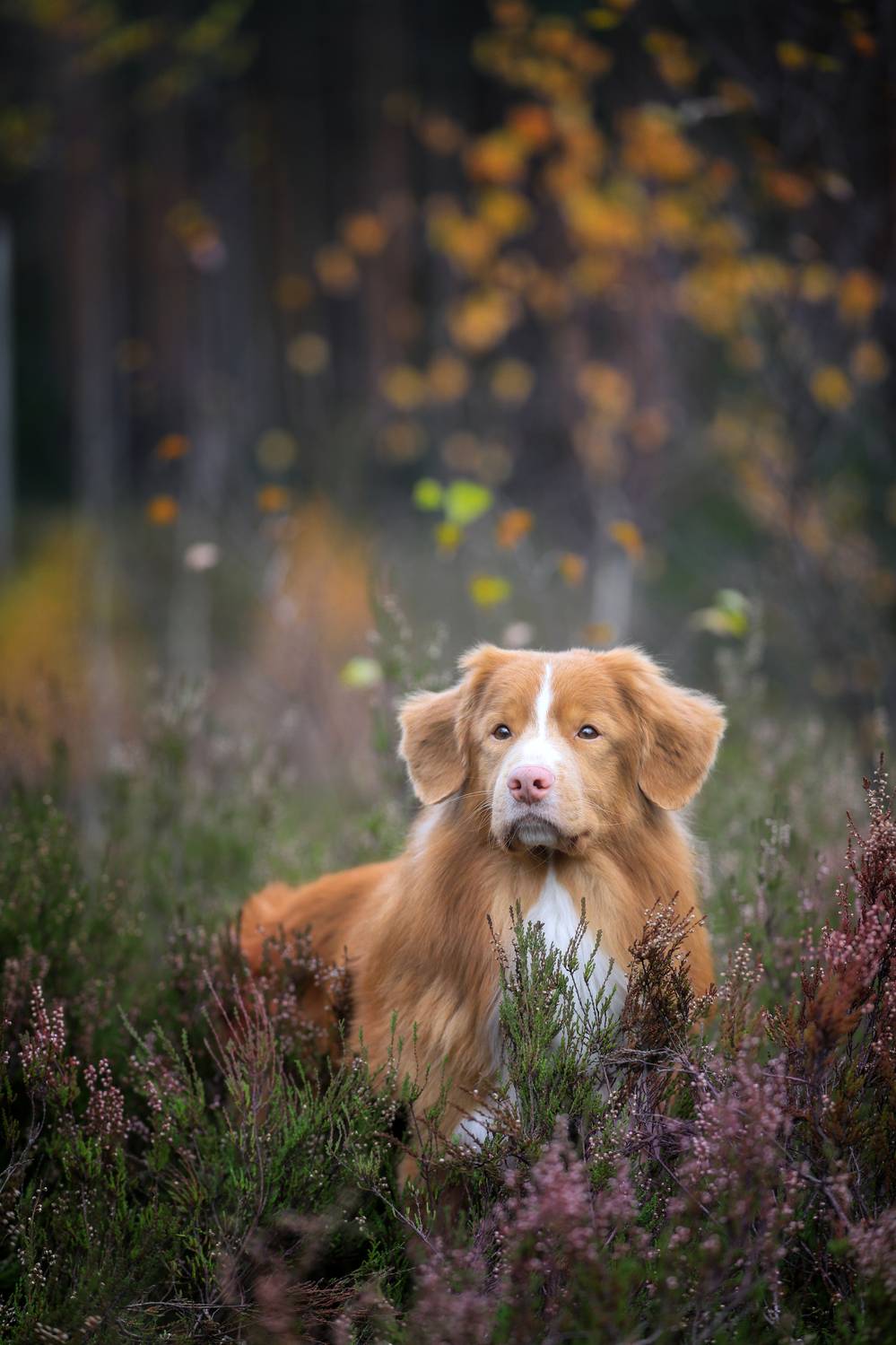 , Андрей Ершов