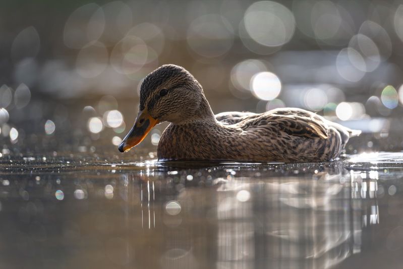 утка, кряква, птицы  фото превью