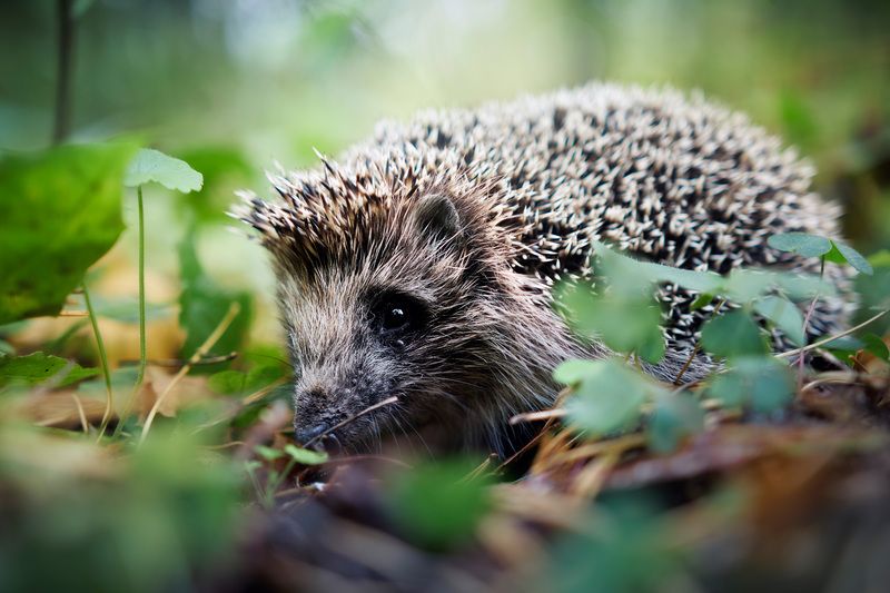 Лесной ёжик фото превью