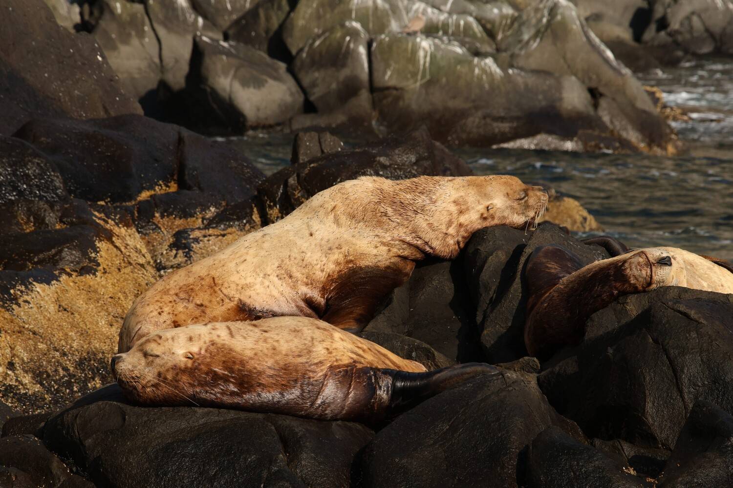 камчатка, сивучи, морской лев, природа, животные, лежбище, остров старичков, тихий океан, Подосинников Максим