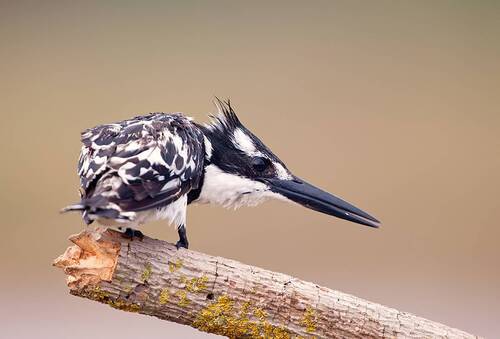 Pied kingfisher - Малый пегий зимородок