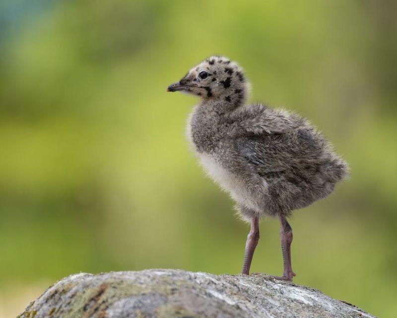 сизая чайка, птенец, чайка, птицы Чайкеныш фото превью