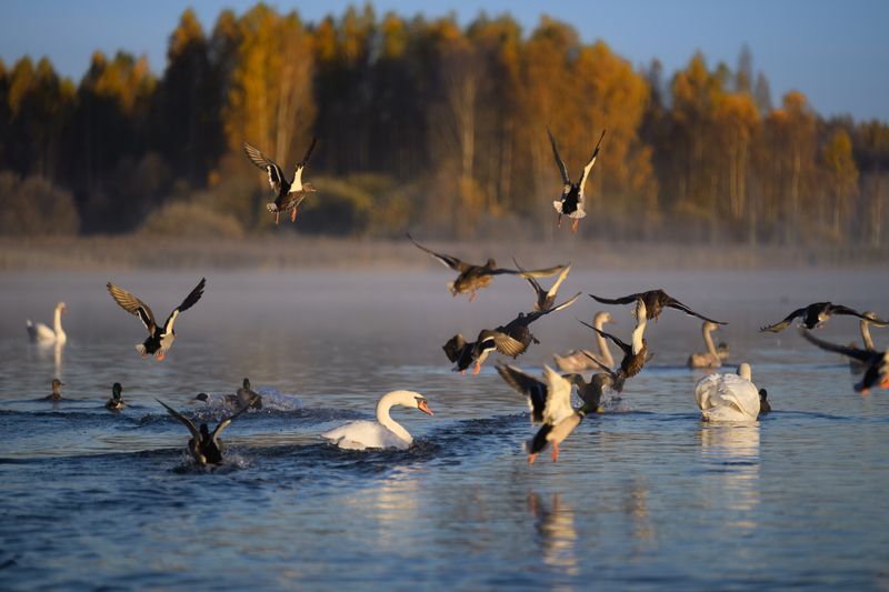 Переполох фото превью