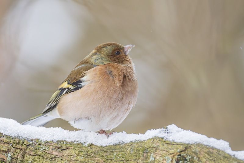 зяблик, птицы Мечтатель фото превью