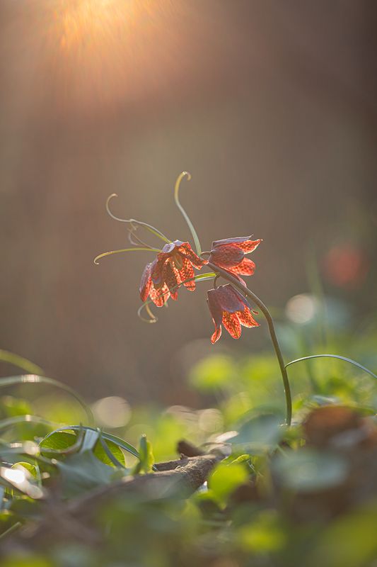 Рябчик фото превью