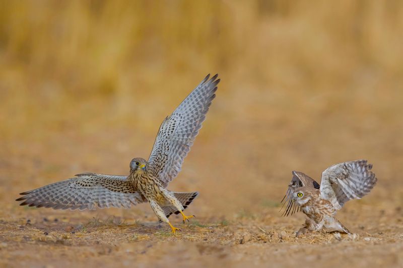 This is my prey фото превью