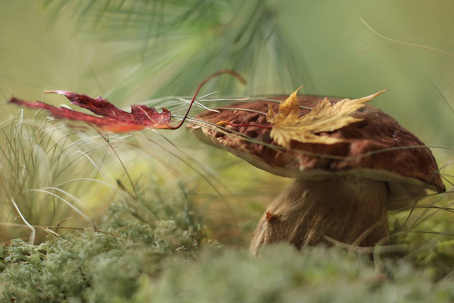 сказка морозко ,лесная мудрость,доброта побеждает,волшебныйгриб, старичок-боровичок, беларусь, ирина горюкина, сказки, ИРИНА ГОРЮКИНА