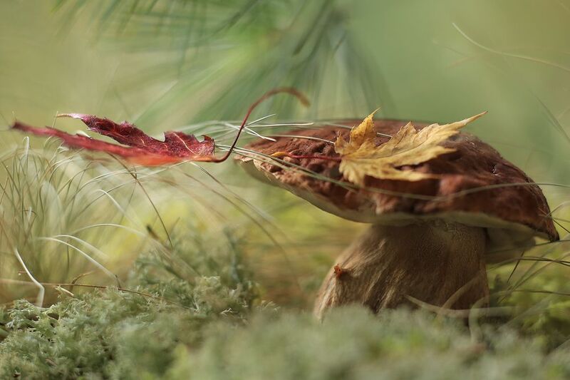 сказка морозко ,лесная мудрость,доброта побеждает,волшебныйгриб, старичок-боровичок, беларусь, ирина горюкина, сказки Старичок-боровичок( с носом)) фото превью