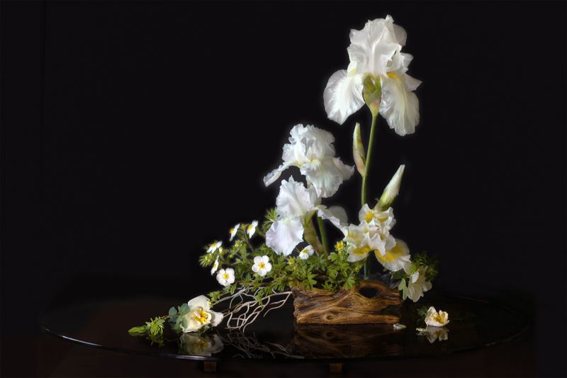 ирисы белый шиповник курильский чай Белые цветы фото превью