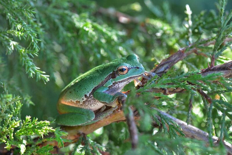 *Мимикрия... фото превью