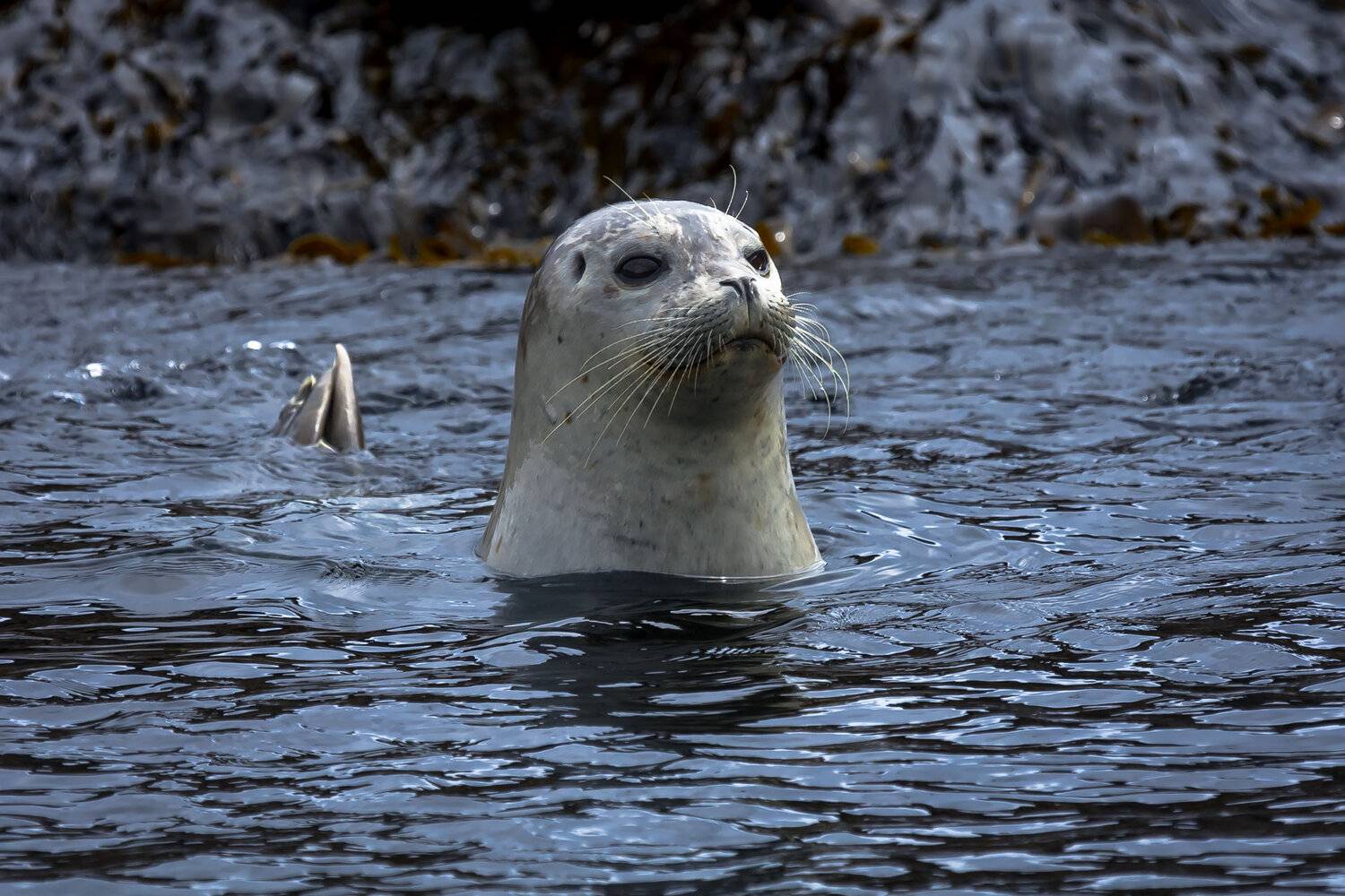 тюлень, антур, остров топорков, командорские острова, Уткин Дмитрий