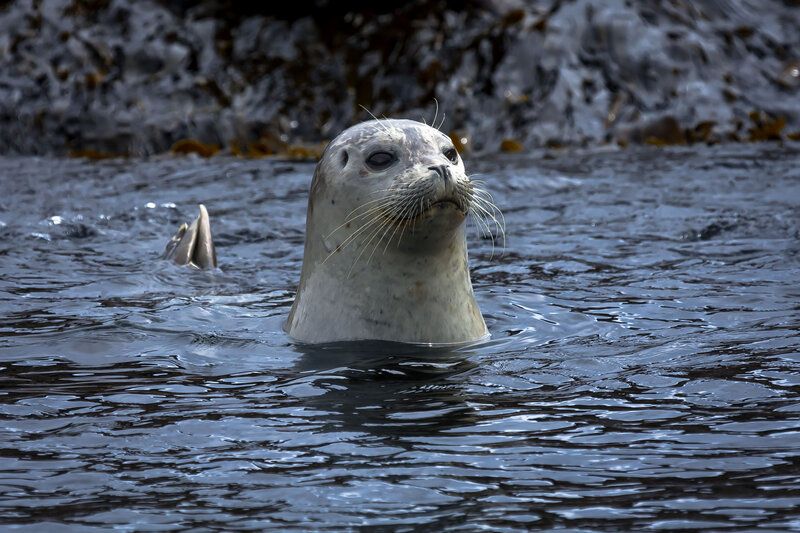 Наблюдатель фото превью
