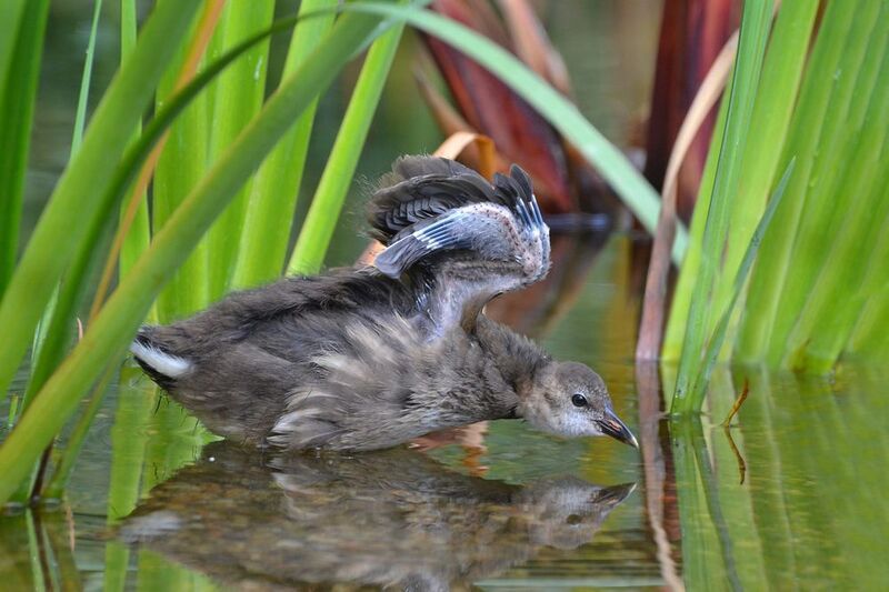 *** фото превью