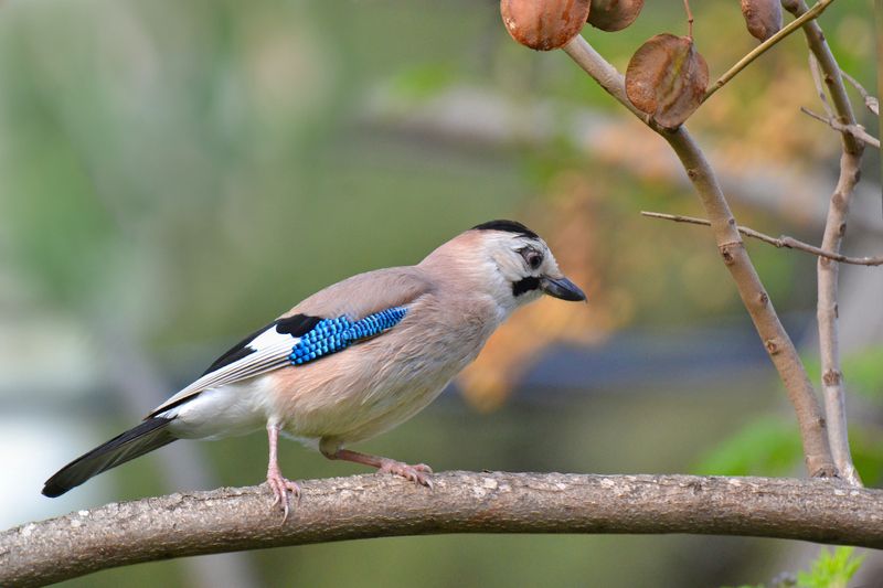 *** фото превью