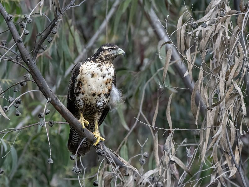Black-chested Buzzard-Eagle фото превью