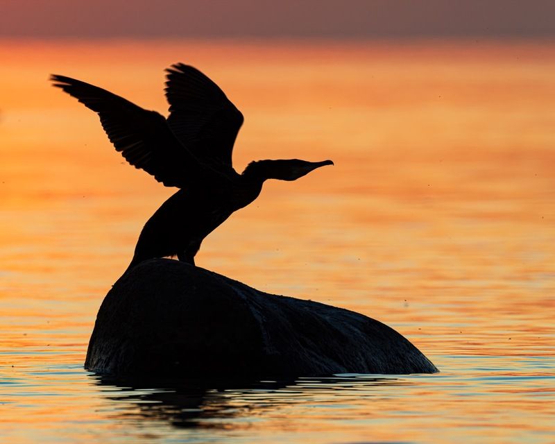 баклан, закат, финский залив, птицы, силуэт Дракон на закате фото превью