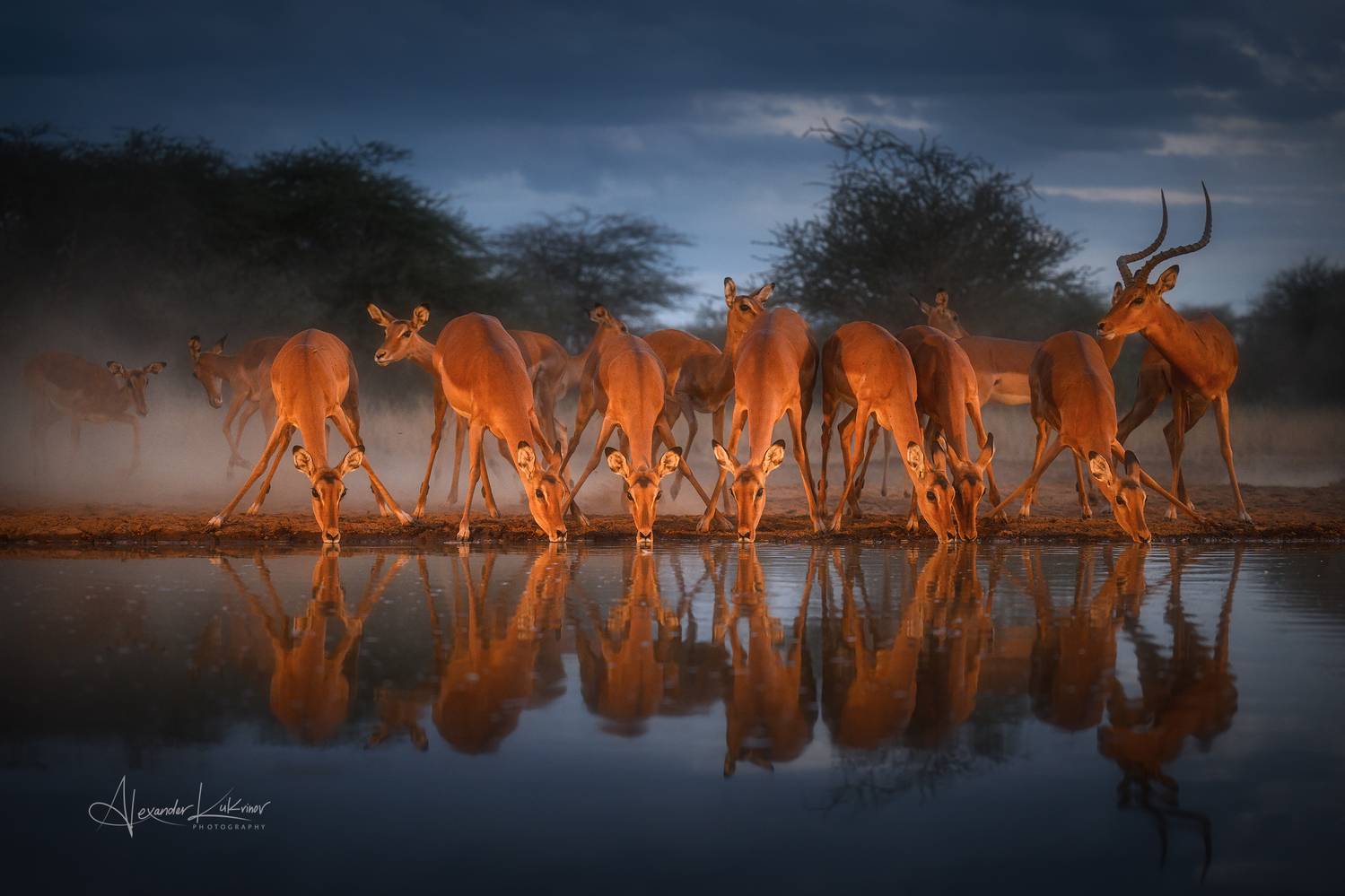 импала,кения, Александр Кукринов